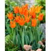 Tulipan Ballerina - 5 szt.