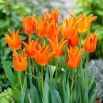 Tulipan Ballerina - 5 szt.