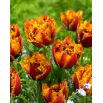 Tulipan Bastia - 5 szt.