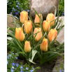 Tulipan Batalinii Bright Gem - 5 szt.