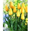Tulipan Big Smile - 5 szt.