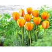 Tulipan Blushing Apeldoorn - 5 szt.