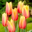 Tulipan Blushing Beauty - 5 szt.