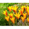 Tulipan Chrysantha Tubergen's Gem - 5 szt.