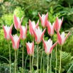 Tulipan Clusiana Lady Jane - 5 szt.