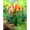 Tulipan Clusiana Sheila - 5 szt.