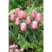 Tulipan Evening Breeze - duża paczka! - 50 szt.