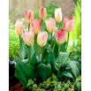 Tulipan Flaming Purissima - 5 szt.