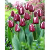 Tulipan Fontainebleau - duża paczka! - 50 szt.