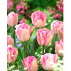 Tulipan Foxtrot - 5 szt.