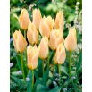 Tulipan Für Elise - 5 szt.