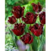 Tulipan Labrador - 5 szt.