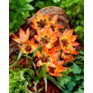 Tulipan Little Princess - 5 szt.