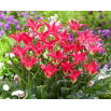Tulipan Madalyn - 5 szt.