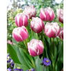 Tulipan Melrose - 5 szt.