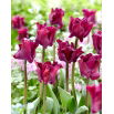 Tulipan Negrita Crown - 5 szt.
