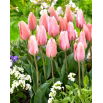 Tulipan Poco Loco - 5 szt.