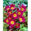Tulipan Pulchella Odalisque - duża paczka! - 50 szt.