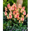 Tulipan Quebec - 5 szt.