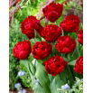 Tulipan Red Baby Doll - duża paczka! - 50 szt.