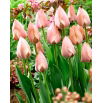 Tulipan Salmon Van Eijk - duża paczka! - 50 szt.