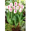Tulipan Salvo - 5 szt.