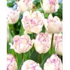Tulipan Shirley Double - 5 szt.