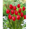 Tulipan Temptation - 5 szt.