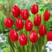 Tulipan Temptation - 5 szt.