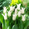 Tulipan Tres Chic - 5 szt.