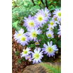 Zawilec grecki - Blue Splendour - 8 szt.