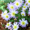 Zawilec grecki - Blue Splendour - 8 szt.