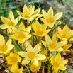 Krokus Saturnus - duża paczka! - 100 szt.