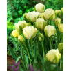 Tulipan Maureen Double - 5 szt.