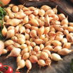Cebula dymka - zimująca - 0,5 kg