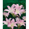 Amaryllis prawdziwy - Belladonna - duża paczka! - 10 szt.