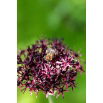 Czosnek ozdobny Atropurpureum - duża paczka! - 50 szt.
