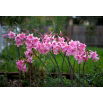 Amaryllis prawdziwy - Belladonna - duża paczka! - 10 szt.