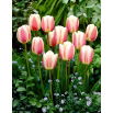 Tulipan Beau Monde - opak. 5 szt.