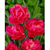 Tulipan May Wonder - opak. 5 szt.