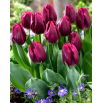 Tulipan Recreado  opak. 5 szt.
