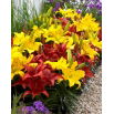 Zestaw lilia Crimson Pixie i lilia Bright Pixie - 10 szt.