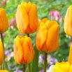 Tulipan Blushing Apeldoorn - 5 szt.