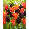 Zestaw 2 odmian tulipanów w kolorze pomarańczowym i bordowofioletowym - 50 szt.