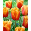 Tulipan Lambada - opak. 5 szt.