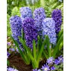 Blue mix - zestaw 3 odmian niebieskich hiacyntów - 27 szt.