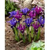 Zestaw irys Purple Hill i irys Blue Hill - 100 szt.