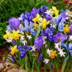Spring mix - zestaw 5 wiosennych roślin - 90 szt.