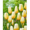 Tulipan Lemon Chiffon - 5 szt.