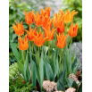 Tulipan Ballerina - duża paczka! - 50 szt.